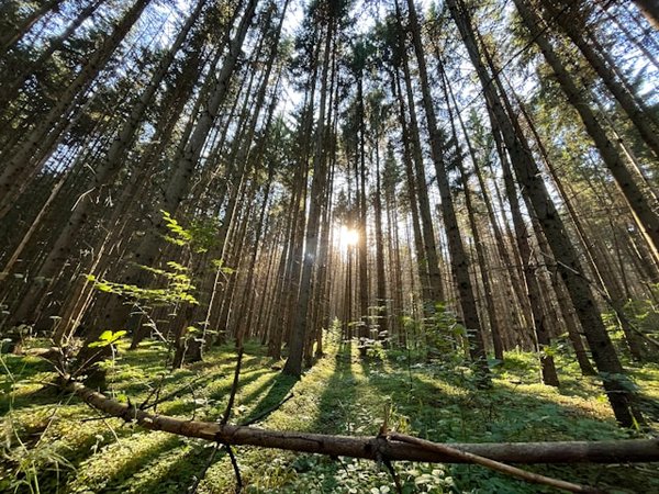 How to choose a holiday rental in the Scottish Borders that offers guided forest walks?